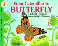 From Caterpillar to Butterfly