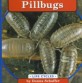 Pillbugs