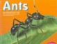 Ants (Ann)