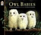 Owl Babies (Paperback)