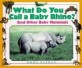 What do you call a baby rhino? : And other baby mammals