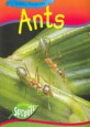 Ants (Paperback)