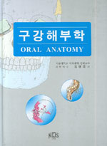 구강해부학 = Oral anatomy