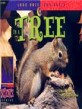 In a Tree (Paperback)