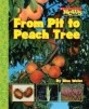From Pit to Peach Tree (Paperback)
