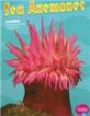 Sea Anemones (Paperback)