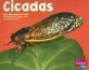 Cicadas (Paperback)