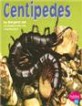 Centipedes (Paperback)