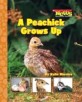 A Peachick Grows Up (Paperback)