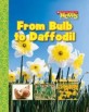 From Bulb to Daffodil (Paperback)