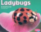 Ladybugs (Paperback)