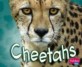 Cheetahs (School and Library Binding) (Pebble Plus)