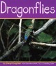 Dragonflies (Paperback)