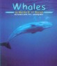 Whales (Paperback)