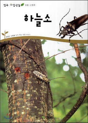 하늘소 표지 이미지