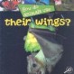How do animals use their wings?