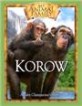 Korow (Hardcover, DVD) - A Baby Chimpanzee's Story