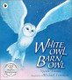 White owl barn owl