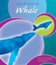 Life Cycle of a Whale