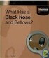 What has a black nose and bellows?