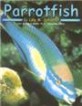 Parrotfish (Paperback)