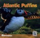 Atlantic puffins