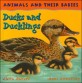 Ducks and Ducklings