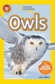 Owls (Owls)