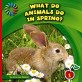 What Do Animals Do in Spring? (Library Binding)