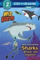 Wild sea creatures: sharks whales and dolphins!