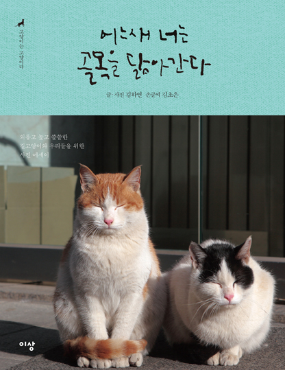 어느새 너는 골목을 닮아간다  : 외롭고 높고 쓸쓸한 길고양이와 우리들을 위한 사진 에세이