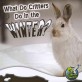 What Do Critters Do in the Winter? (Paperback)