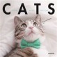 Cats : 인스타를 매료시킨 고양이 사진들 