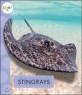 Stingrays 