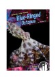 Blue-ringed octopus 