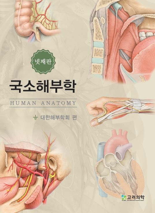 국소해부학