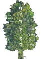 나무의 긴 숨결  : 나무와 기후 <span>변</span><span>화</span> 그리고 우리
